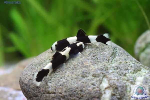 MISIEKZOO Bocje - Bocja Panda / Yaoshania