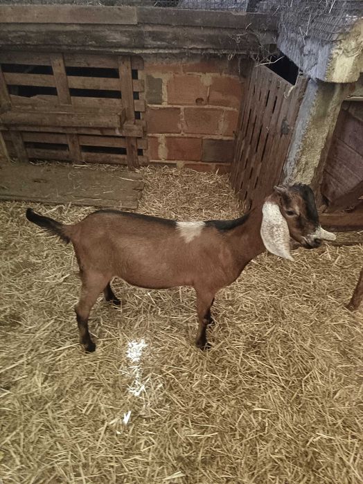 Cabrito anglo nubiano