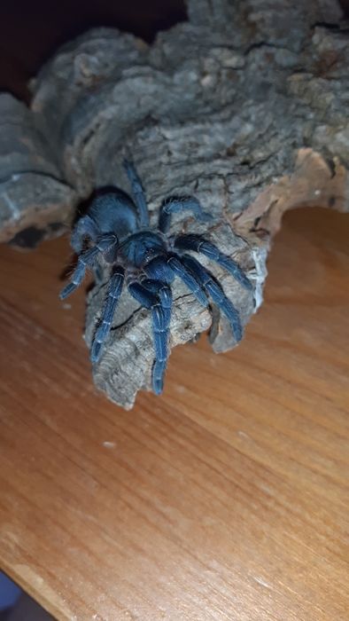 Aphonopelma seemanni samica 2,5dc