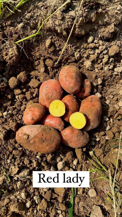 Ziemniaki jadalne odmiany Red Lady