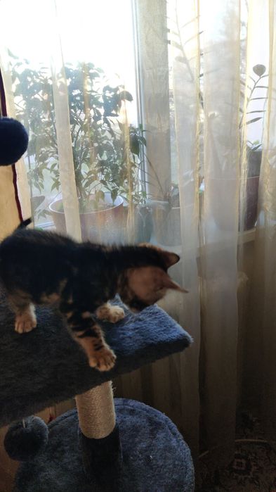 Бенгальський котик