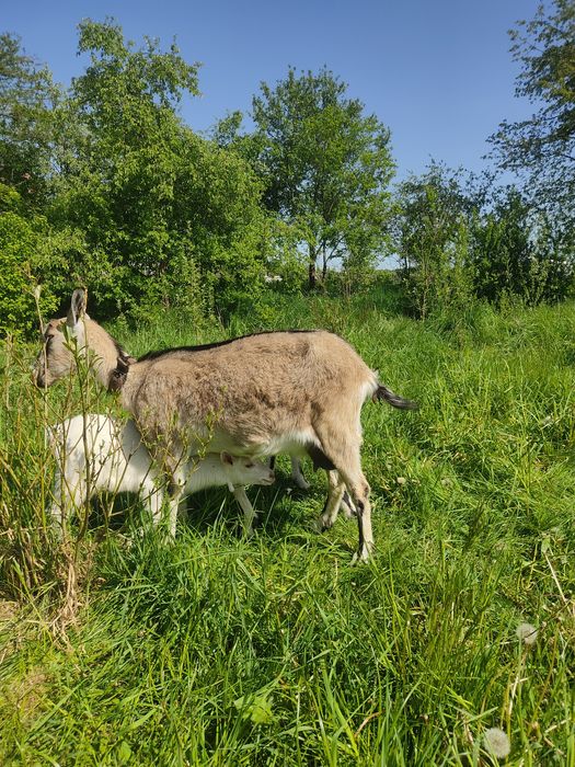 Продам дійну козу