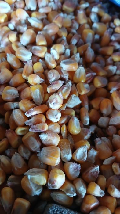 Kukurydza Sucha Zbiór 2025