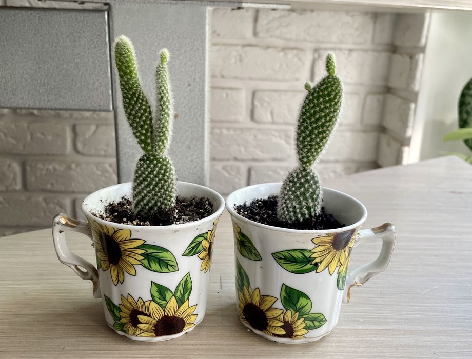 Опунція Заячі вушка (Opuntia microdasys): 100 грн. - Комнатные