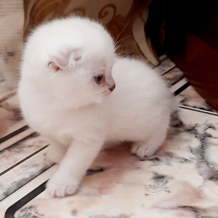 Маленький пустуньчик