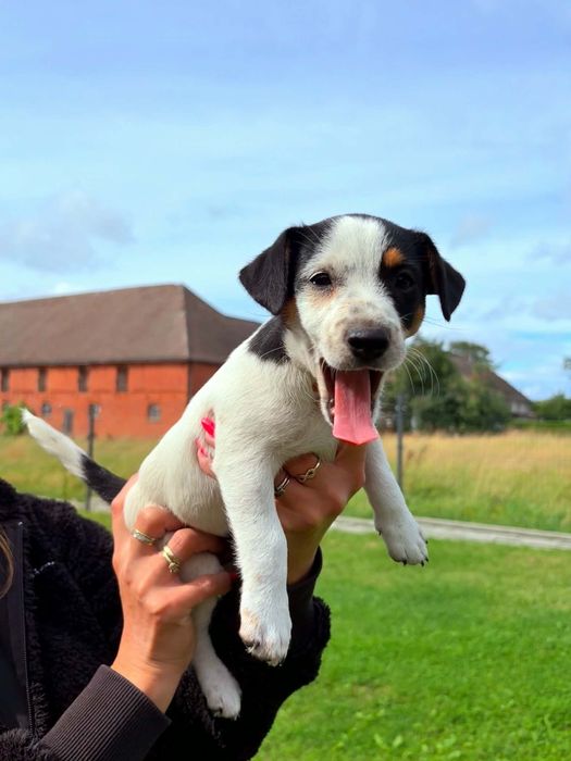 Jack Russell Terrier