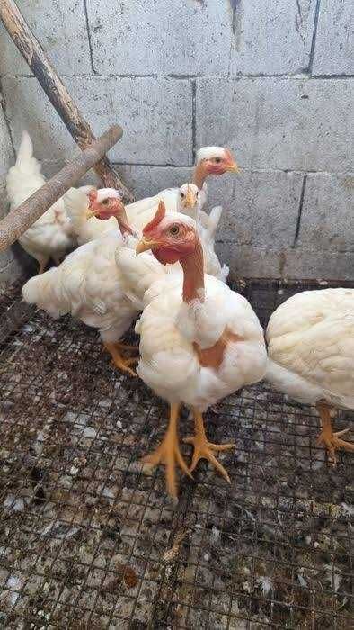 Ovos de galinhas Brancas Portuguesa
