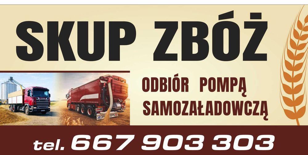 Skup zbóż, skup zboża, Pszenica pszenżyto żyto owies - pompą