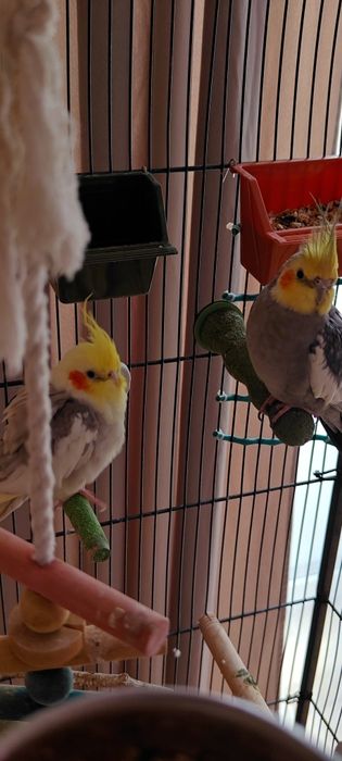 Papużki Nimfy - cały zestaw wraz z klatką