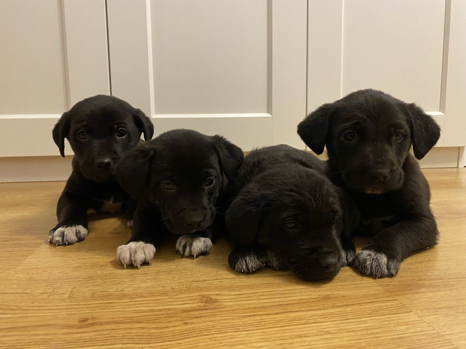 Szczeniaki w typie labradora
