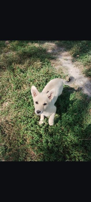 Щеня, дівчинка, віддам в добрі руки безкоштовно