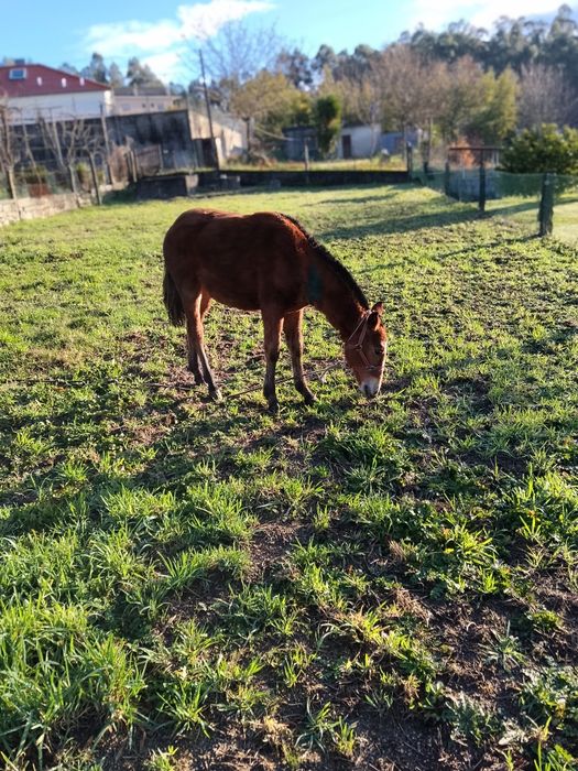 Troco poldro cruzado lusitano