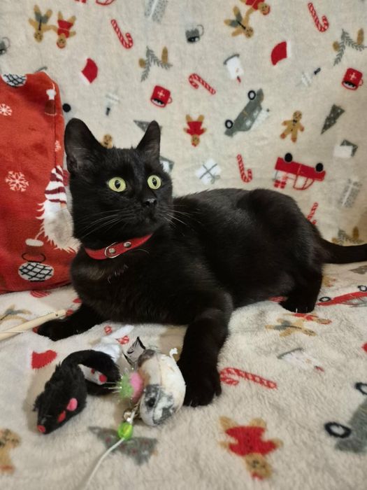 Roczna czarna Coco i półroczna króweczka