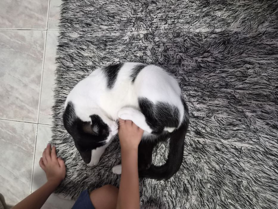 Gatinho para adoção