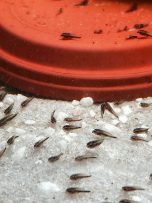 Ciclideos Acará joia body short (raro)