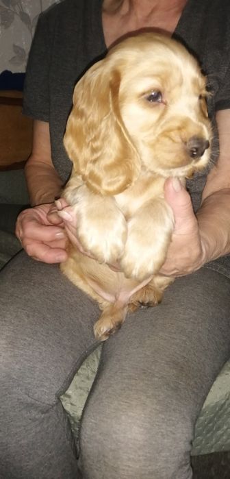 Szczeniak Cocker Spaniel
