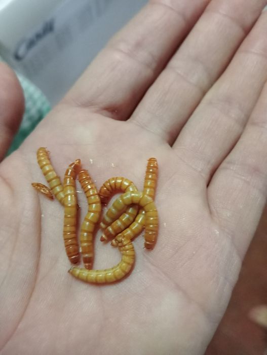 Besouro de tenebrio 2€ e larva de tenebrio