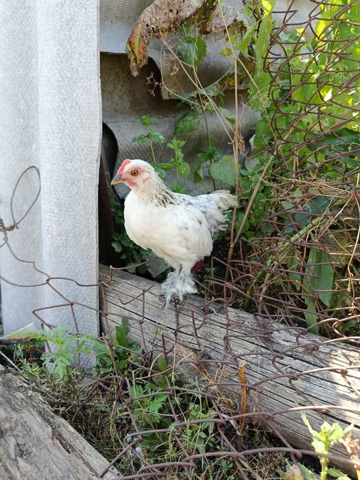 Продам яйцо бентамки