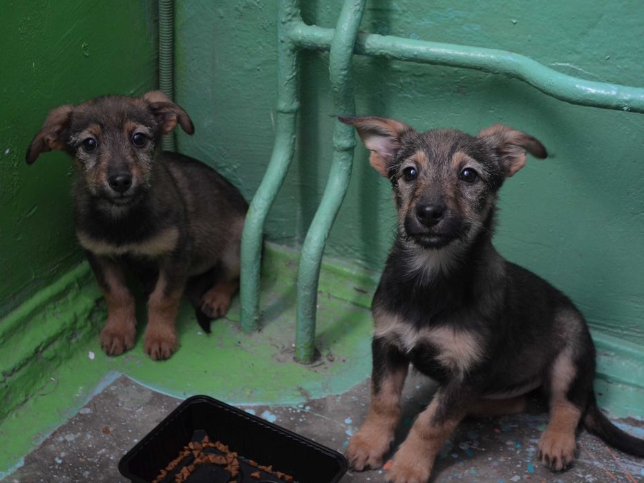 Цуценята в добрі руки