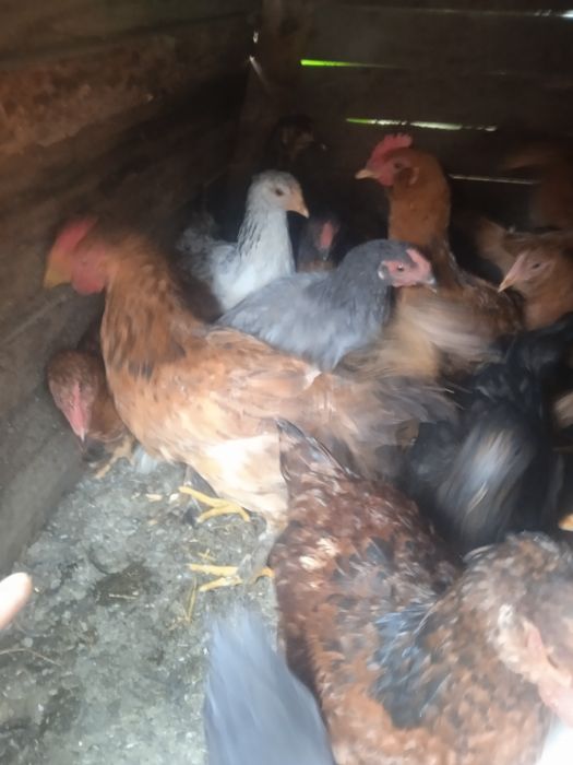 Продам молодих курочок і півників