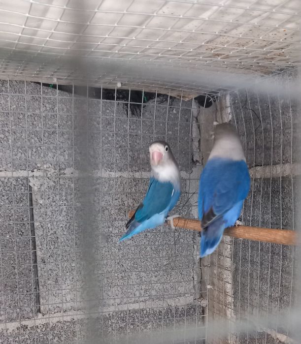 Casal Agapornis Ficher