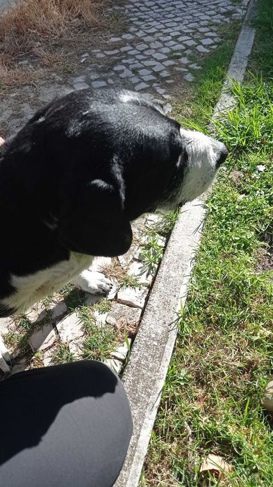 Pacífico muito fofo e abandonado