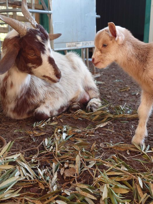 2 cabras em lactacao + 1 cabrito macho