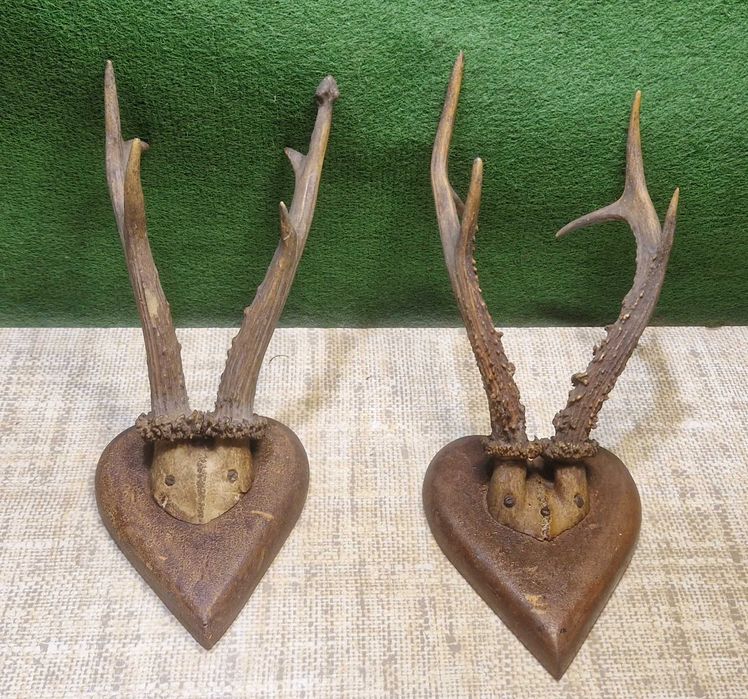 Rogi parostki poroże kozła - 2 szt