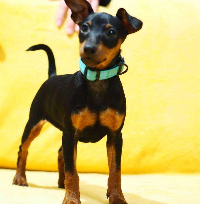 _ Piesek _Pinczer miniaturowy ZKwP FCI _ _  wyprawka  _ przebadane