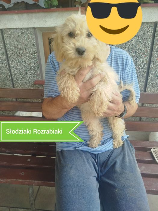 Goldendoodle f1b