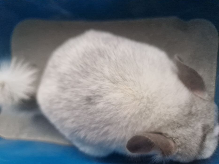 Witam sprzedam szynszyla  biały mozaika. Zapraszam do kontaktu