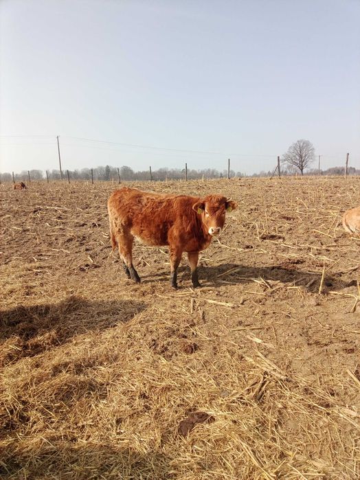 Jałówki mięsne limousine