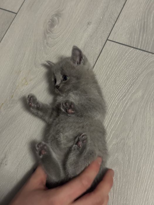 Котенята від Британської кішки