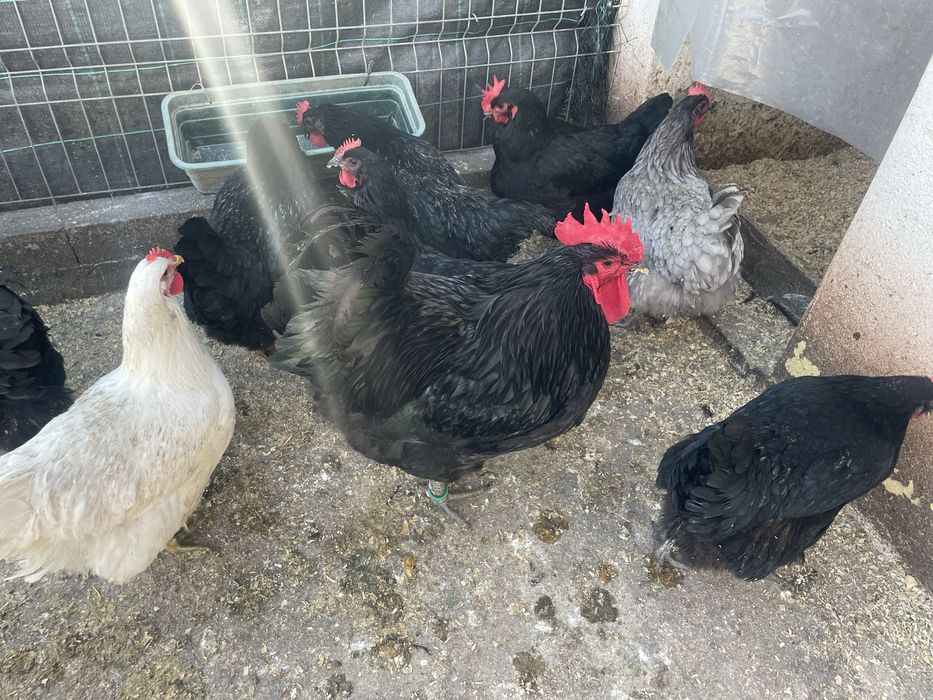Ovos de jersey gigante