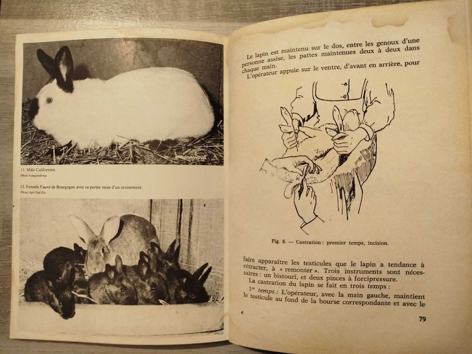 Criação Moderna de Coelhos