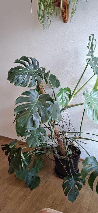 Monstera- duża i zadbana