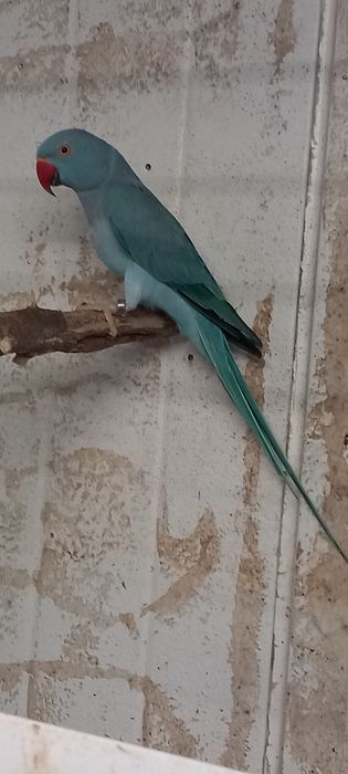 Ring necks prontos a criar