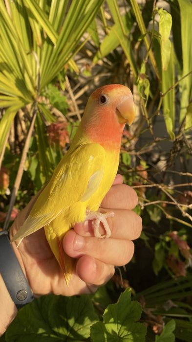 Agapornis domesticado