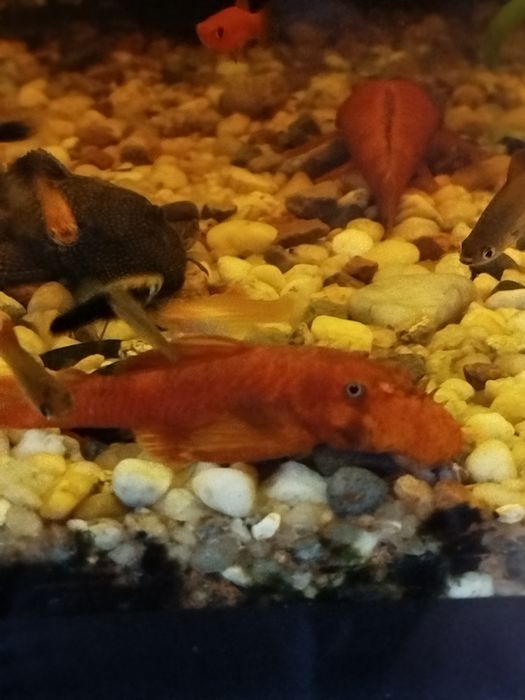 Glonojad zbrojnik  Super Red