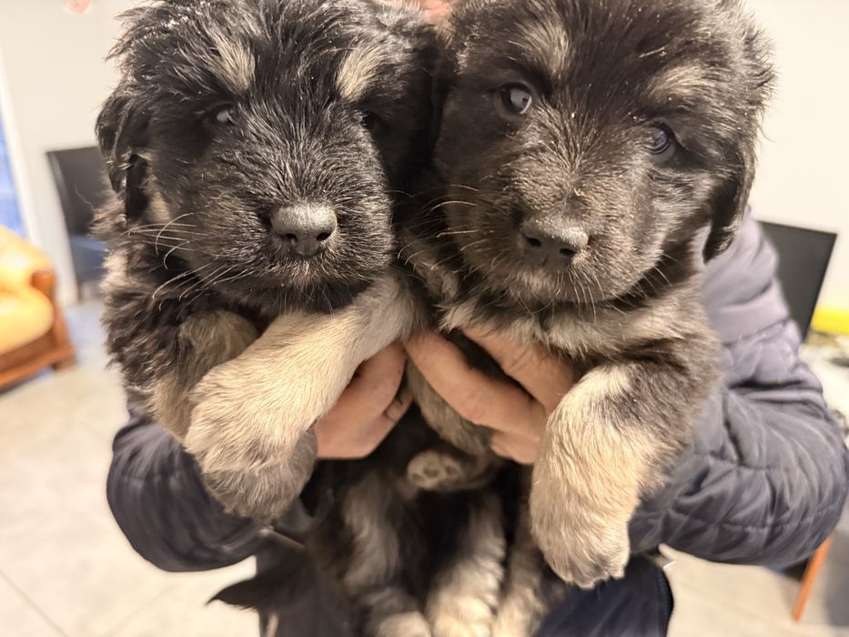 Oddam w dobre ręce dwie suczki