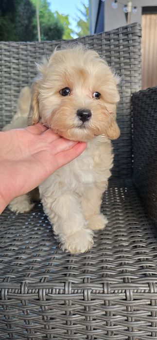 Maltipoo / chłopczyk