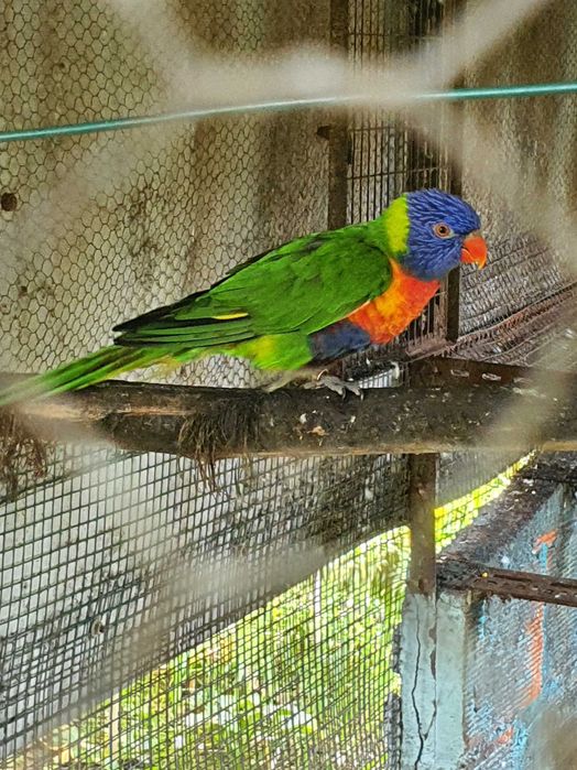 Loris molucanus M e F