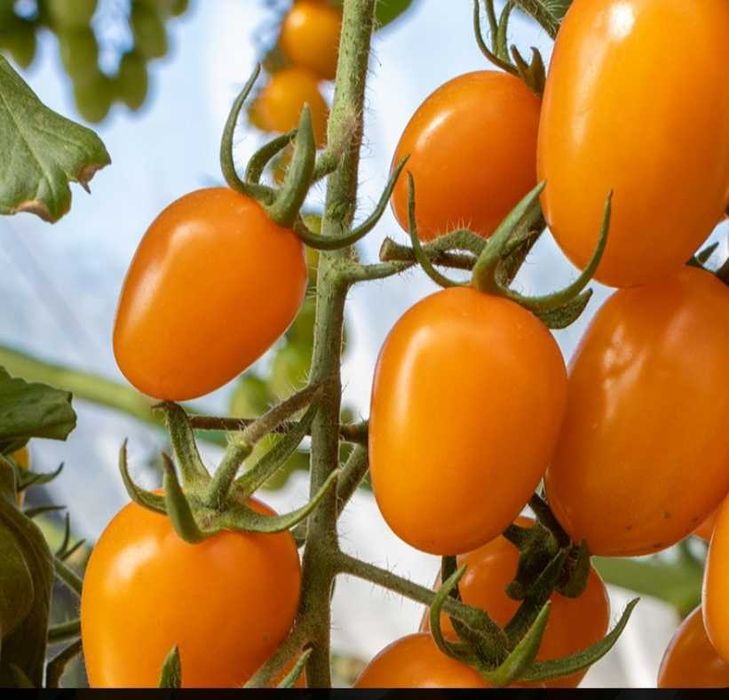 Nasiona pomidorów Holenderskich