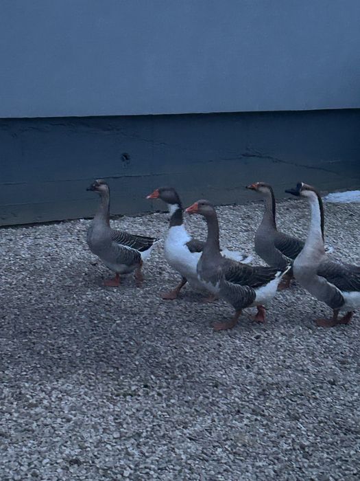 Sprzedam gęsi, gąsiora