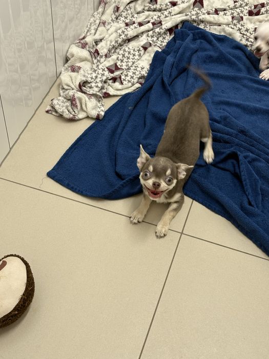 Chłopczyk chihuahua FCI