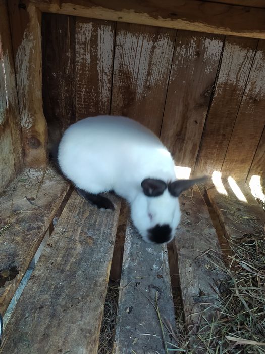 Продаж  кролів  Каліфорнія  самці та самки