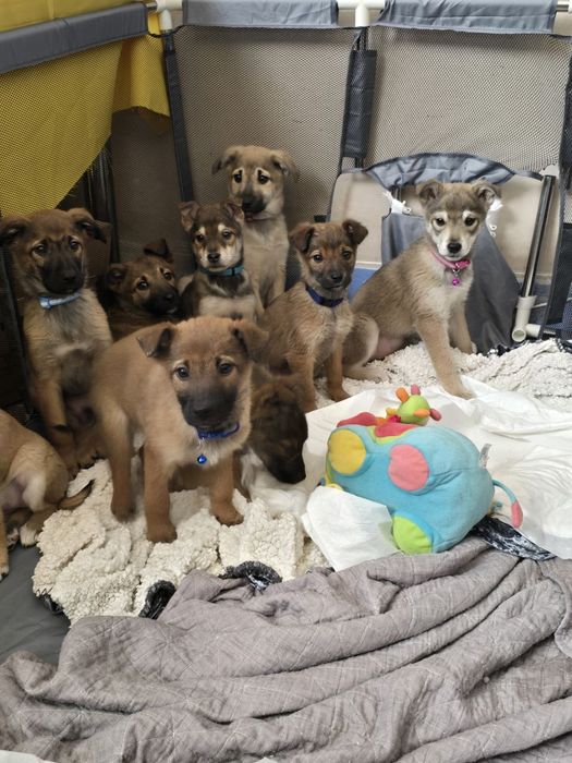 Ручні ніжні цуценята шукають родини