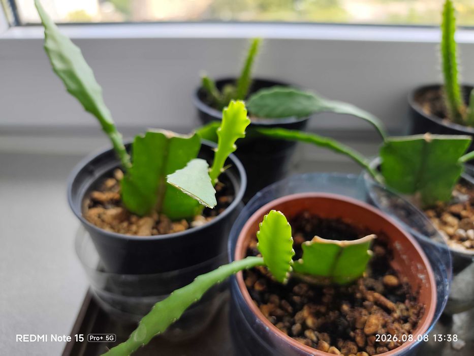 Sadzonki sukulent Epiphyllum Red rośliny doniczkowe