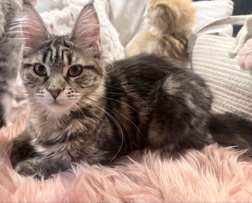 Kleopatra piekna kotka maine coon SHK WCF
