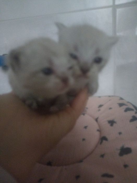 Сіамські кошенята
